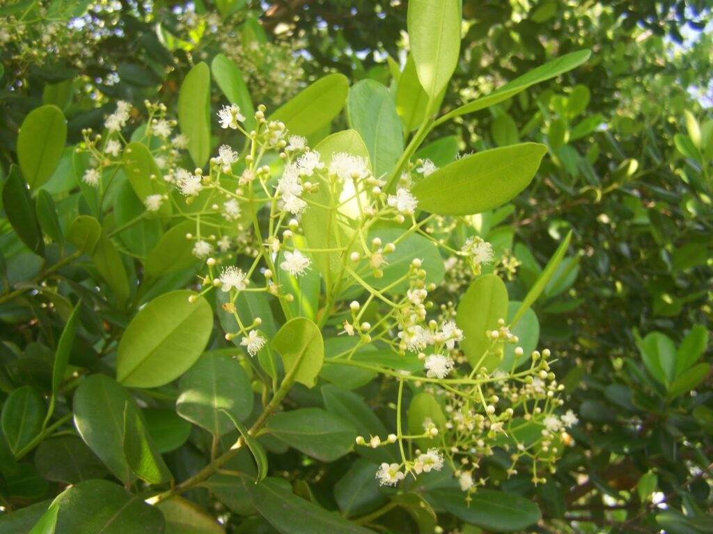 West Indian Bay Leaf on Tree with flowers