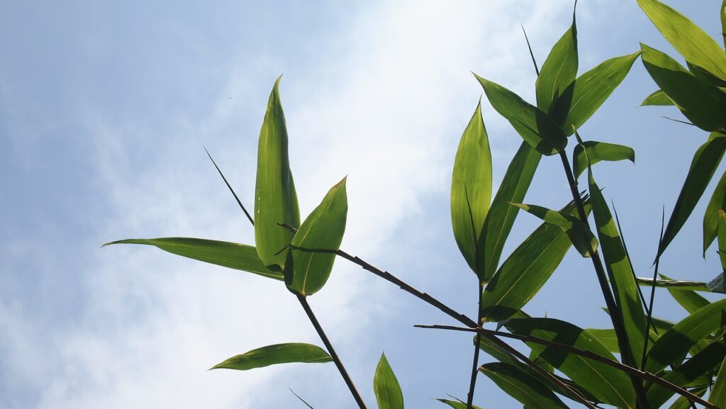 bamboo, bamboo leaves, blue sky-2385746.jpg