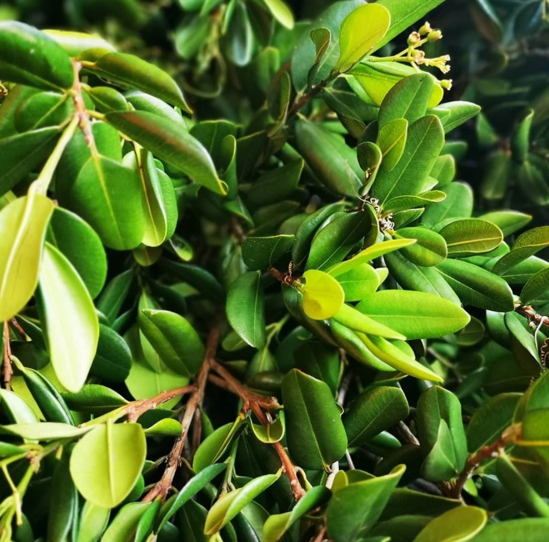 West Indian Bay Leaf on tree