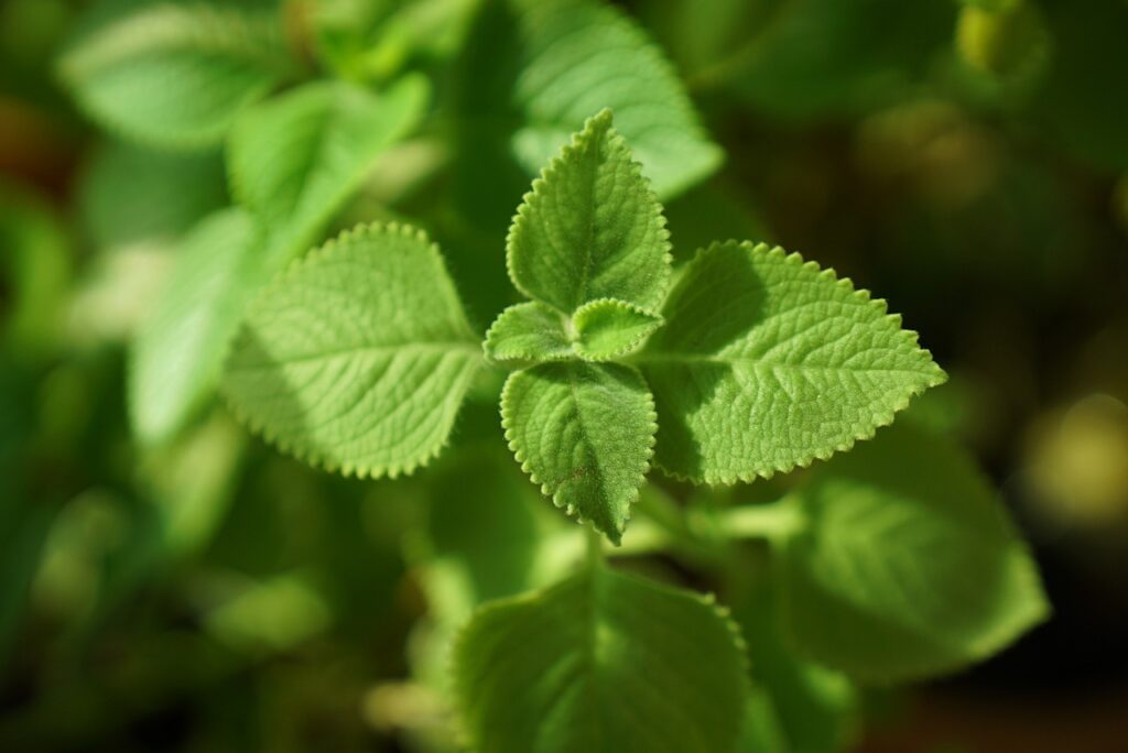 mexican mint, leaves, plant-5972504.jpg