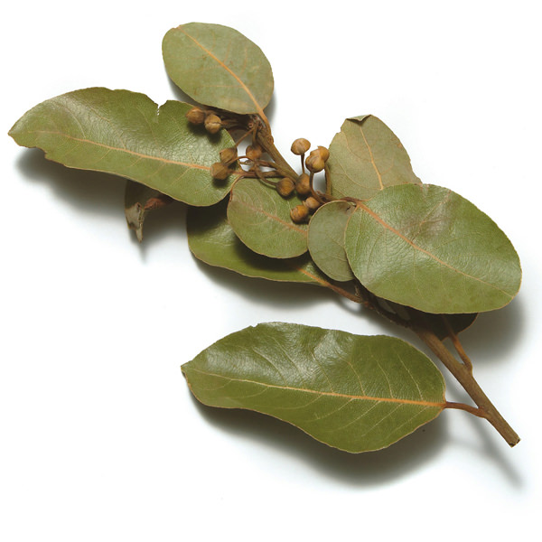 8 Bay Leaf Benefits For Health, Nutrition, & Side Effects | Bay leaves, Bay  leaf benefits, Coconut oil skin care