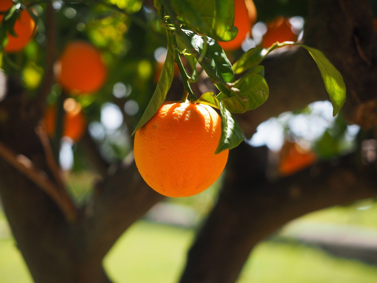 orange, fruit, tree-1117645.jpg
